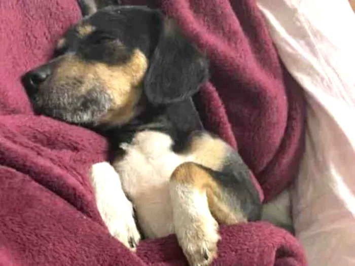 Cachorro ra a Vira lata idade 3 anos nome Bartolomeu/Bartô