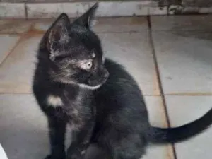 Gato raça SRD idade Abaixo de 2 meses nome Zubat