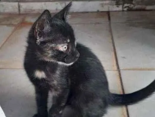 Gato ra a SRD idade Abaixo de 2 meses nome Zubat