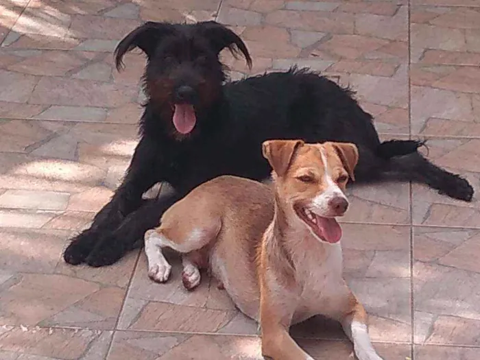 Cachorro raça Mestiça idade 2 anos nome Bella e Lunna