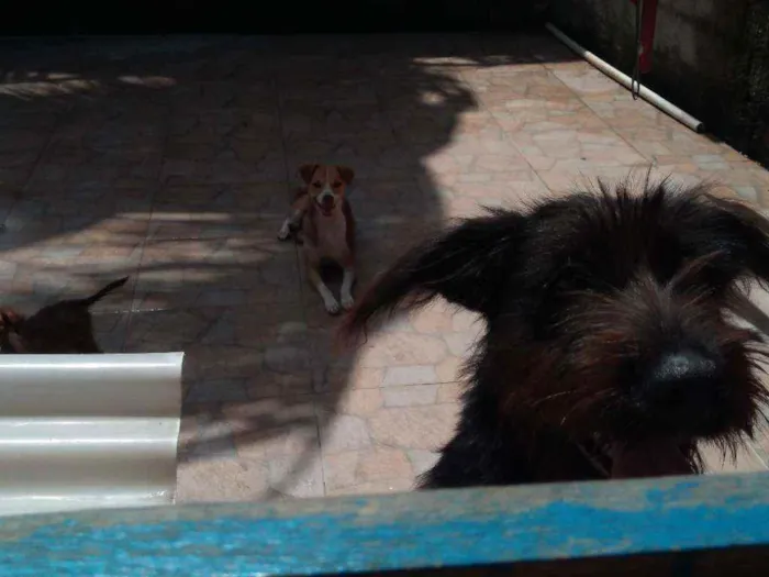 Cachorro raça Mestiça idade 2 anos nome Bella e Lunna
