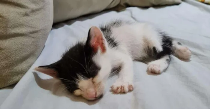 Gato ra a desconhecida idade Abaixo de 2 meses nome gatinhos