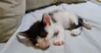 gatinhos