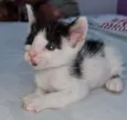 gatinhos