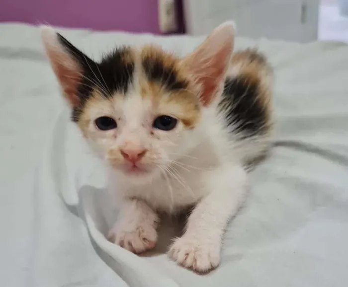 Gato ra a desconhecida idade Abaixo de 2 meses nome gatinhos