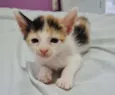 gatinhos
