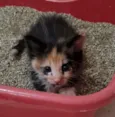 gatinhos