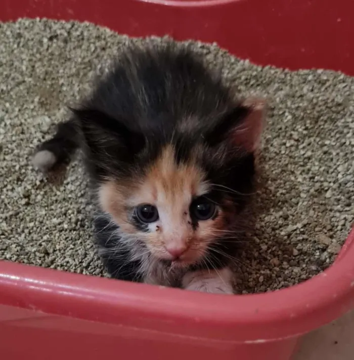 Gato ra a desconhecida idade Abaixo de 2 meses nome gatinhos
