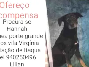 Cachorro raça  idade  nome Hannah