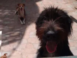 Cachorro raça Mestiça idade 2 anos nome Bella e Lunna