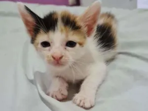 Gato raça desconhecida idade Abaixo de 2 meses nome gatinhos