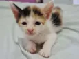 gatinhos