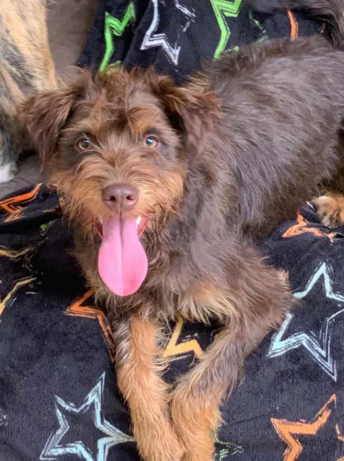 Cachorro raça Srd idade  nome Amêndoa 