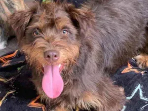 Cachorro raça Srd idade  nome Amêndoa 