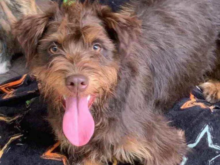 Cachorro raça Srd idade  nome Amêndoa 