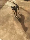 Snupy