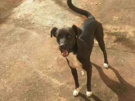 Cachorro ra a Vira lata idade 7 a 11 meses nome Snupy