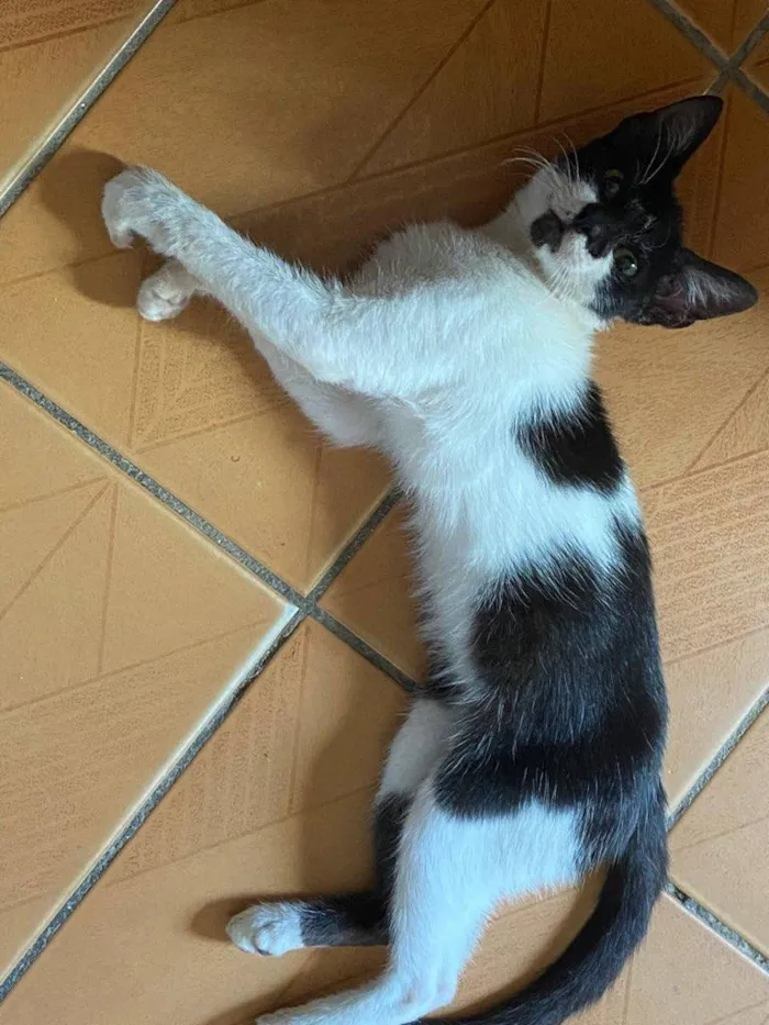 Gato ra a  idade 2 a 6 meses nome (Não tem ainda)