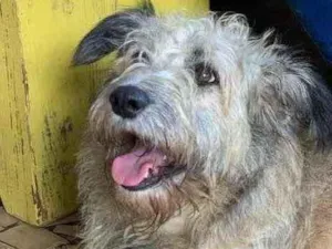 Cachorro raça Srd idade  nome Sofia