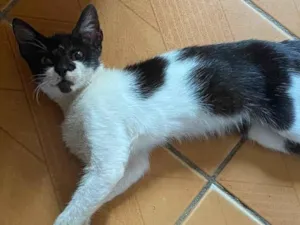 Gato raça  idade 2 a 6 meses nome (Não tem ainda)