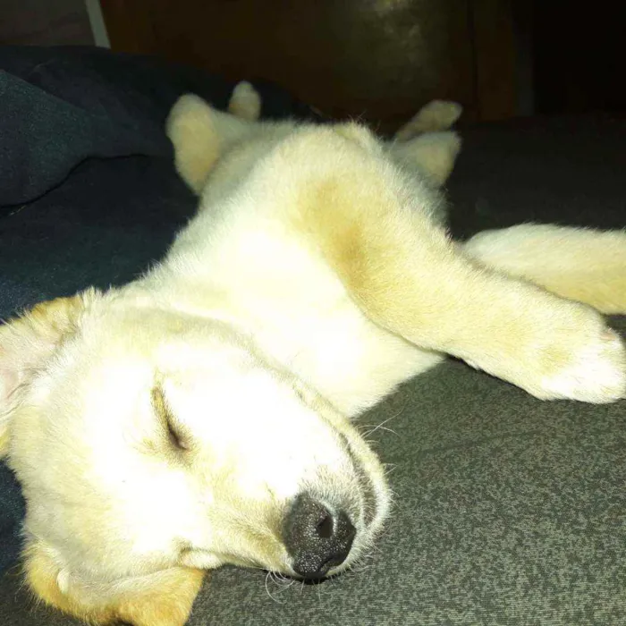 Cachorro raça Vira-lata idade 7 a 11 meses nome Kiara