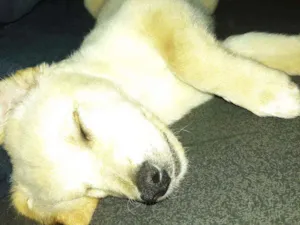 Cachorro raça Vira-lata idade 7 a 11 meses nome Kiara