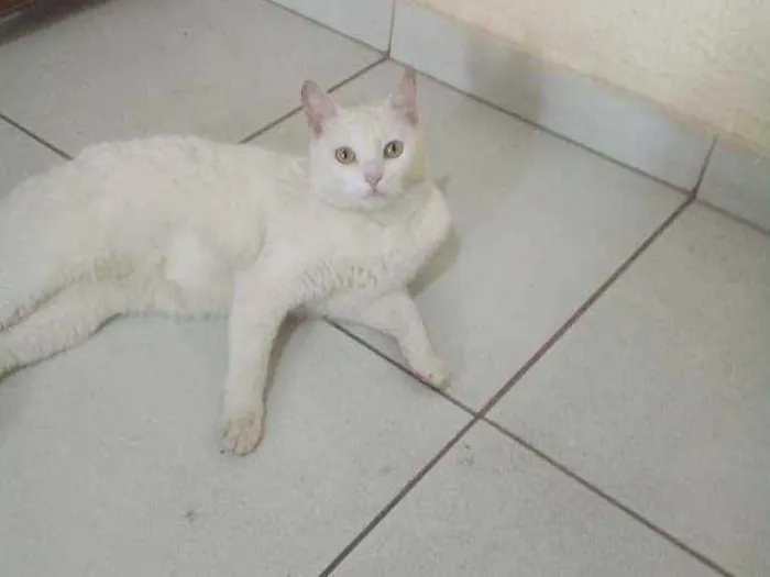 Gato ra a idade 7 a 11 meses nome Nega