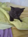 Tom