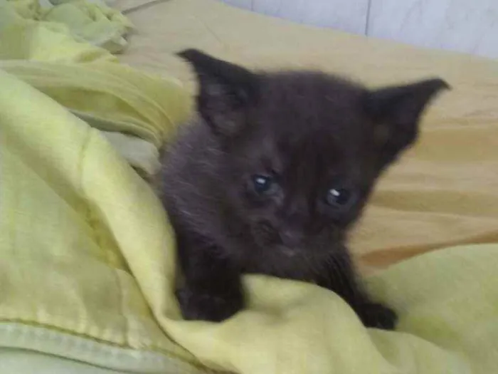 Gato ra a Mista idade 2 a 6 meses nome Tom