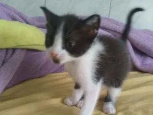 Gato raça Mistq idade 2 a 6 meses nome Pirulito