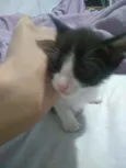 Panchito