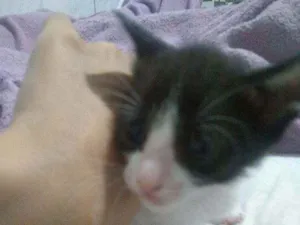 Gato raça Mista idade 2 a 6 meses nome Panchito