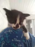 Kitty