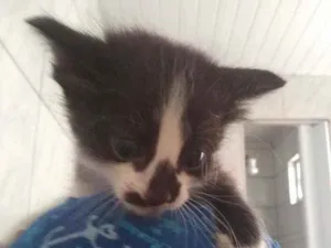 Gato raça Mista idade 2 a 6 meses nome Kitty