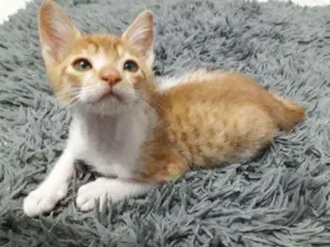 Gato raça SRD idade 2 a 6 meses nome Gatinhos Filhotes