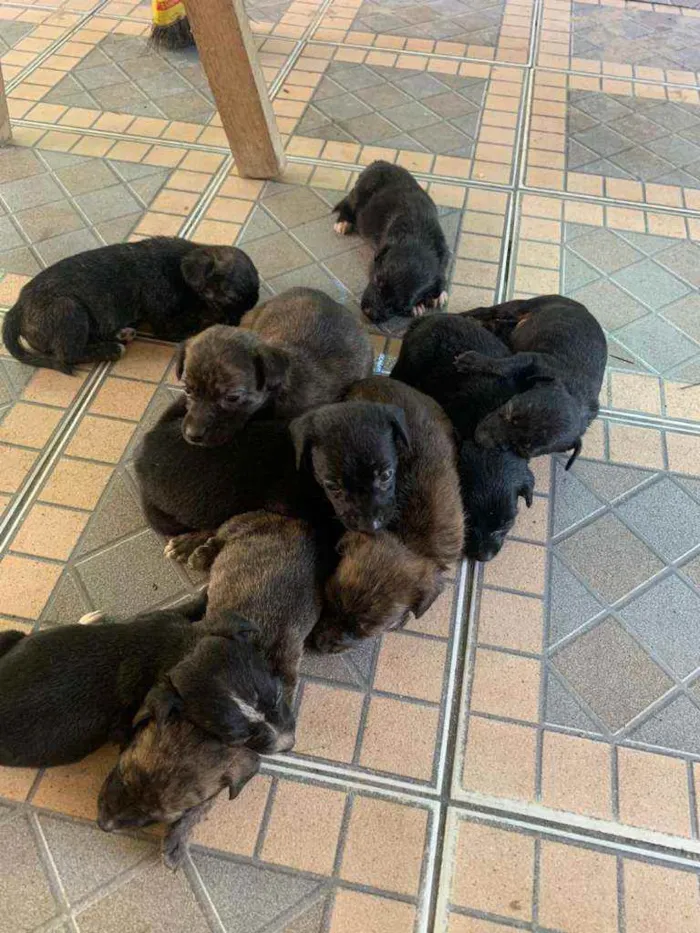 Cachorro ra a Vira lata idade Abaixo de 2 meses nome Sem nome 