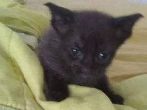 Gato raça Mista idade 2 a 6 meses nome Tom