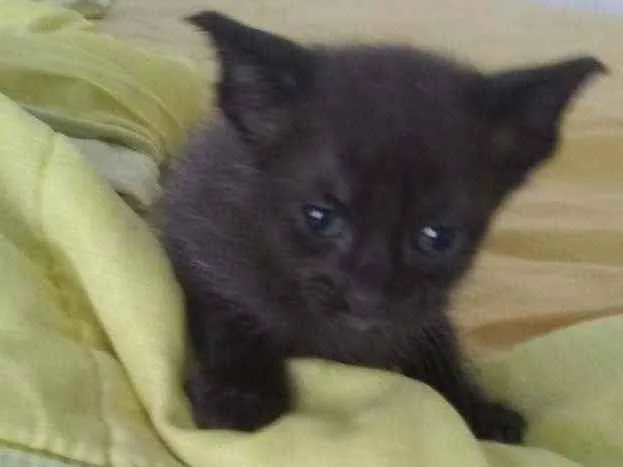 Gato ra a Mista idade 2 a 6 meses nome Tom