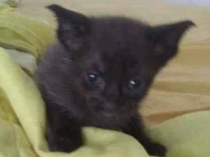 Gato raça Mista idade 2 a 6 meses nome Tobata