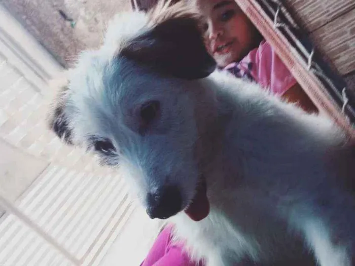 Cachorro ra a Desconheço idade 7 a 11 meses nome Bob