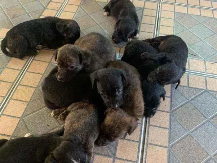 Cachorro ra a Vira lata idade Abaixo de 2 meses nome Sem nome 