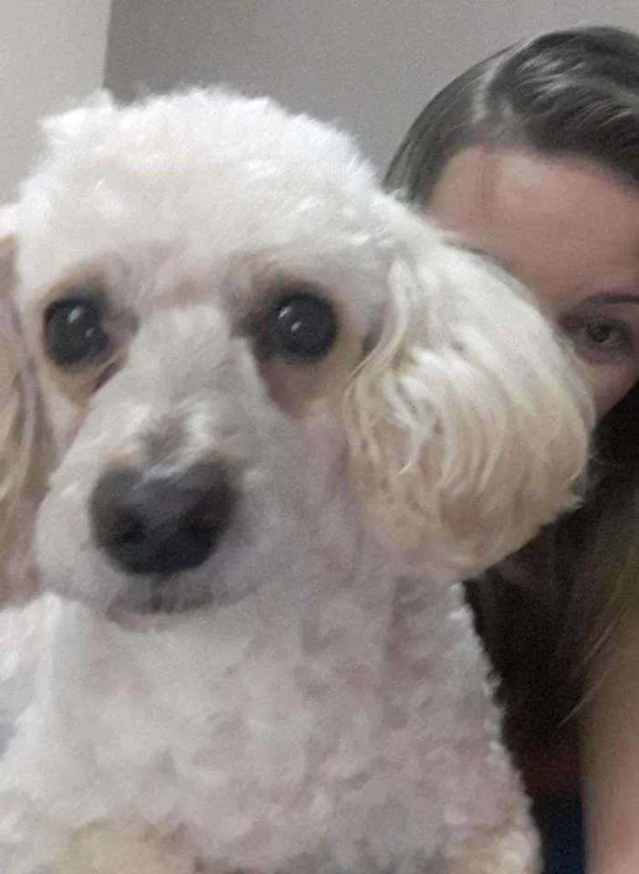 Cachorro ra a Poodle idade 6 ou mais anos nome Theodoro - Theo