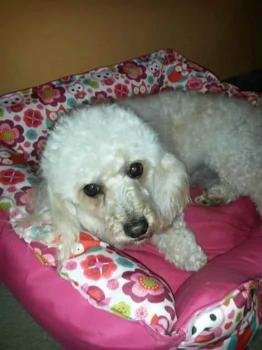 Cachorro ra a Poodle idade 6 ou mais anos nome Theodoro - Theo