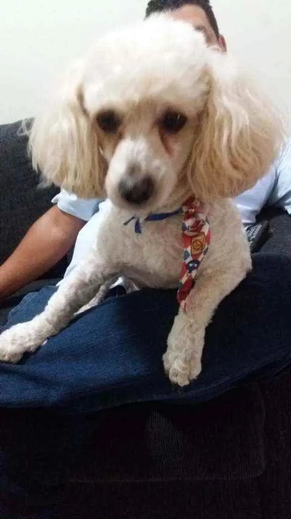 Cachorro ra a Poodle idade 6 ou mais anos nome Theodoro - Theo