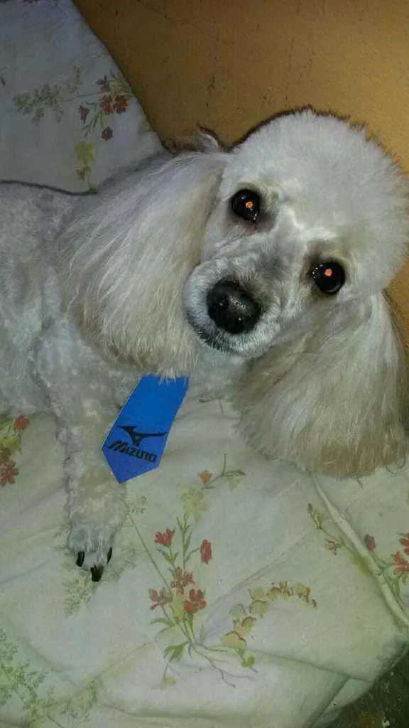 Cachorro ra a Poodle idade 6 ou mais anos nome Theodoro - Theo