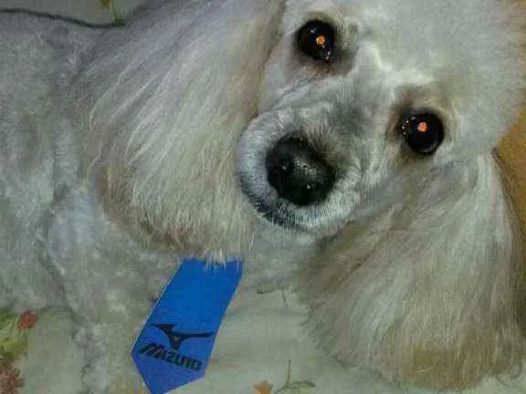 Cachorro ra a Poodle idade 6 ou mais anos nome Theodoro - Theo