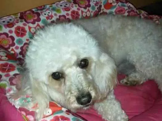Cachorro ra a Poodle idade 6 ou mais anos nome Theodoro - Theo