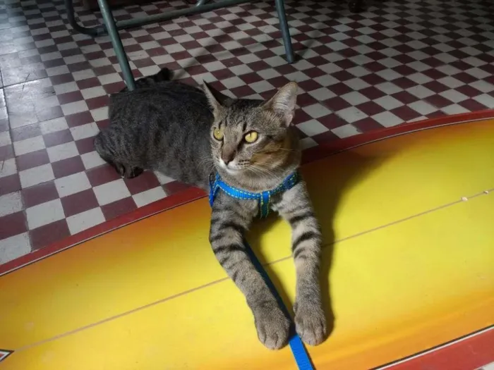 Gato ra a Vira lata idade 1 ano nome Pipi