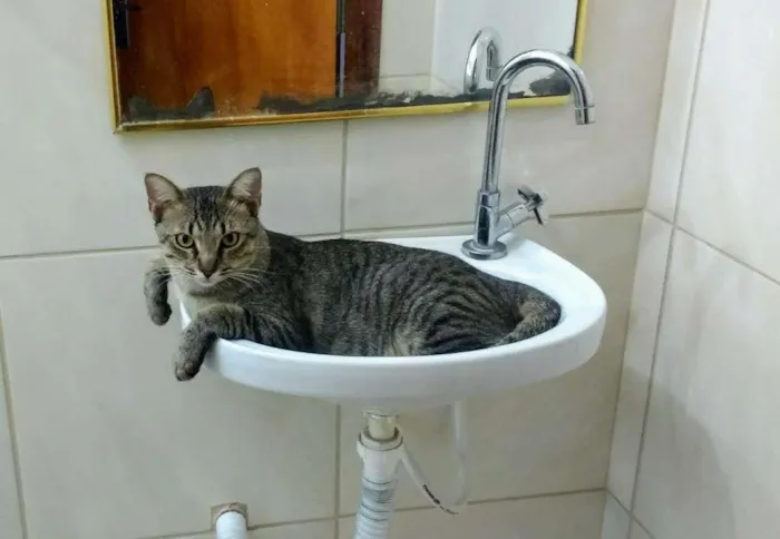 Gato ra a Vira lata idade 1 ano nome Pipi