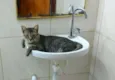 Pipi